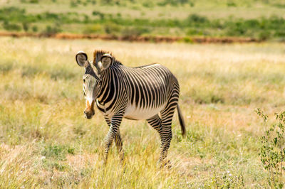 Zebra standing on field