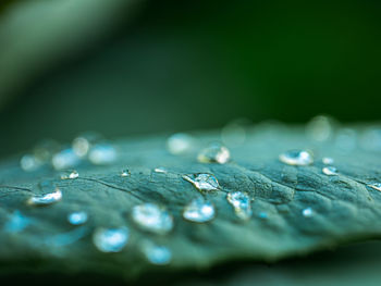 Close-up of water drops on plant