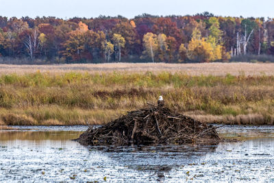 Bald eagle waiting for lunch