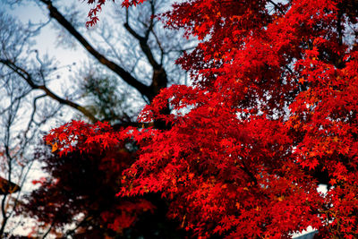 Low angle view of red flowering tree