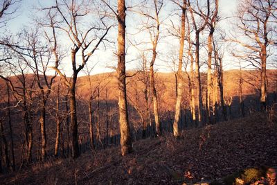 Bare trees in forest against sky