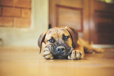 Close-up portrait of dog lying on porch