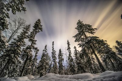 Low angle view of pine trees against sky during winter