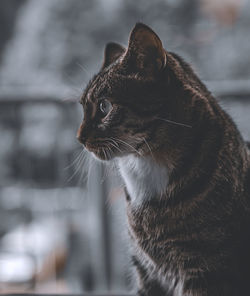 Close-up of cat looking away