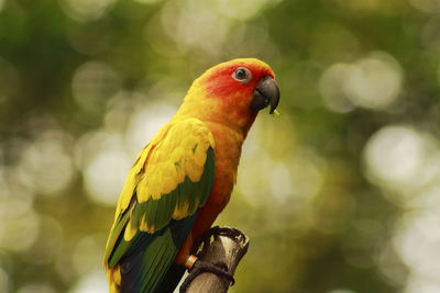 Close-up of parrot perching