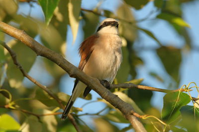 Low angle view of bird perching on branch