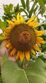 Close-up of sunflower