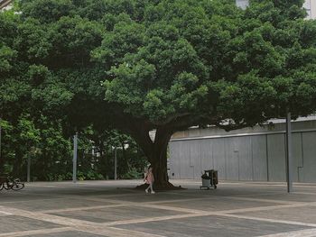People walking on street by trees