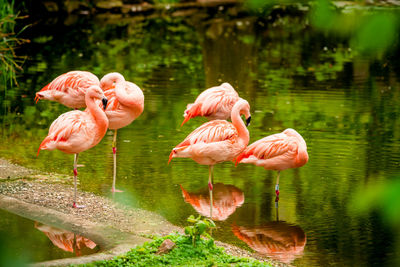 Flamingos in lake