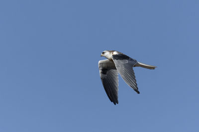 Low angle view of seagull flying in sky