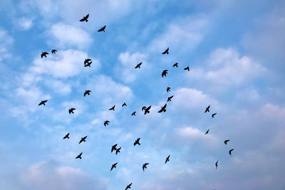 Low angle view of birds flying in sky