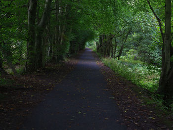 Dirt road amidst trees in forest