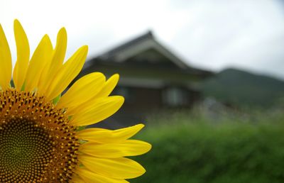 Close-up of sunflower blooming against sky