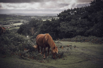 Horses grazing in a field