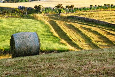 Hay bales on grassy field