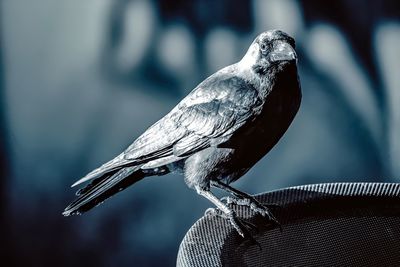 Close-up of bird perching