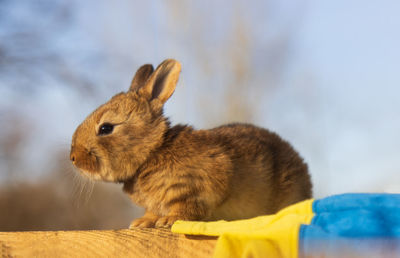 Close-up of rabbit