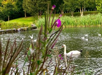 View of swan swimming in lake