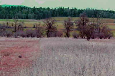 Trees on field against sky