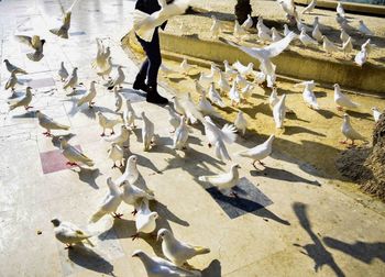 High angle view of birds perching