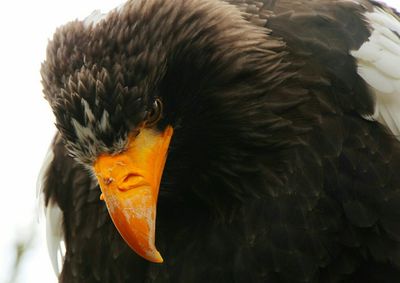 Close-up of bird