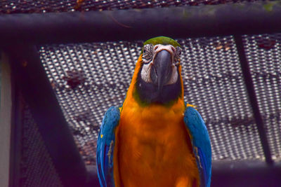 Close-up of a bird in cage