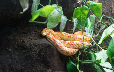 High angle view of a snake on tree