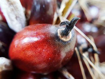 Close-up of crab on fruit