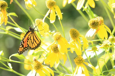 Close-up of butterfly pollinating on flower