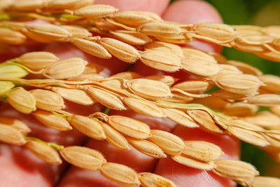 Close-up of dried flowers
