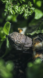 Close-up of lizard on leaves