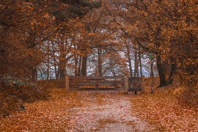 Trees growing in forest during autumn