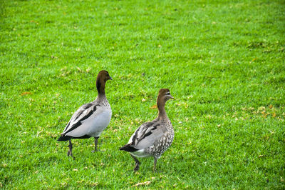 Bird on grassy field