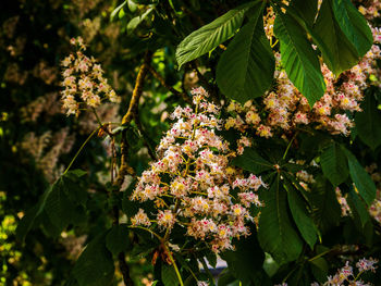 Close-up of flowering plant