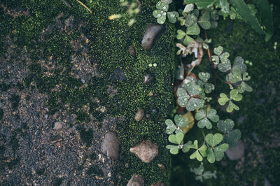 High angle view of plants growing on land