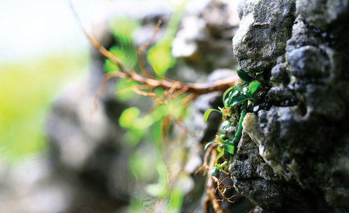 Close-up of fresh green tree