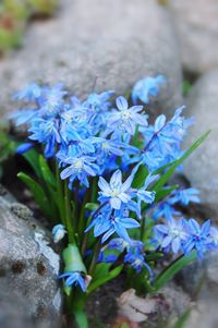 Close-up of blue flowers