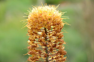 Close-up of wilted plant