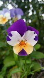 Close-up of purple flower blooming outdoors