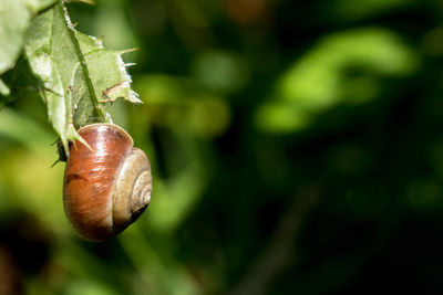 Close-up of snail on plant