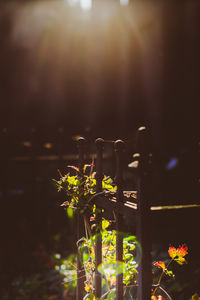 Close-up of plant against blurred background