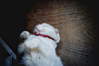 High angle view of cat lying on floor