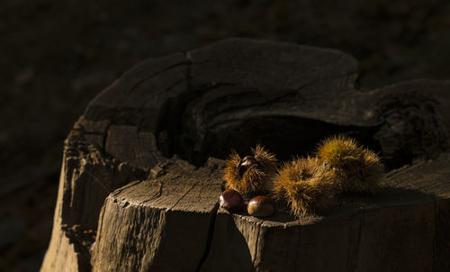 Closeup of chestnut fruits on  tree stump, in el tiemblo, avila, castilla y leon, spain