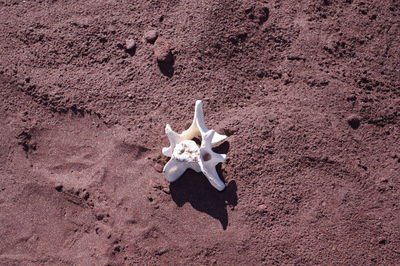 High angle view of bird on land