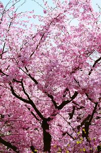 Low angle view of pink flowers