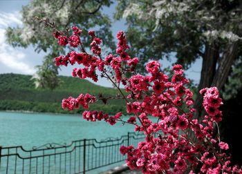 Close-up of red flowering plant