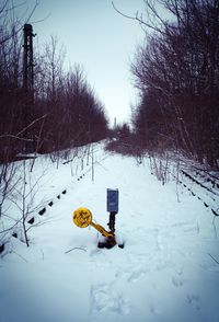 Snow covered plant on field