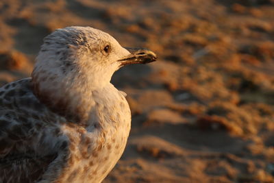 Close-up of seagull on rock