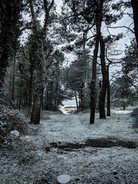 Trees in forest during winter