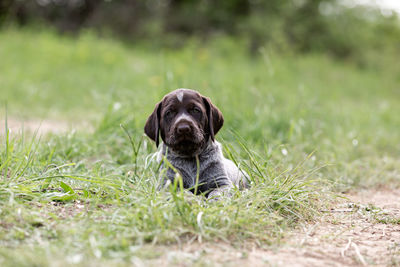 Portrait of dog relaxing on field